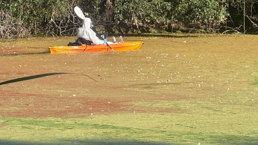 Descartan gripe aviar y mosquito del Nilo en la laguna de Massó
