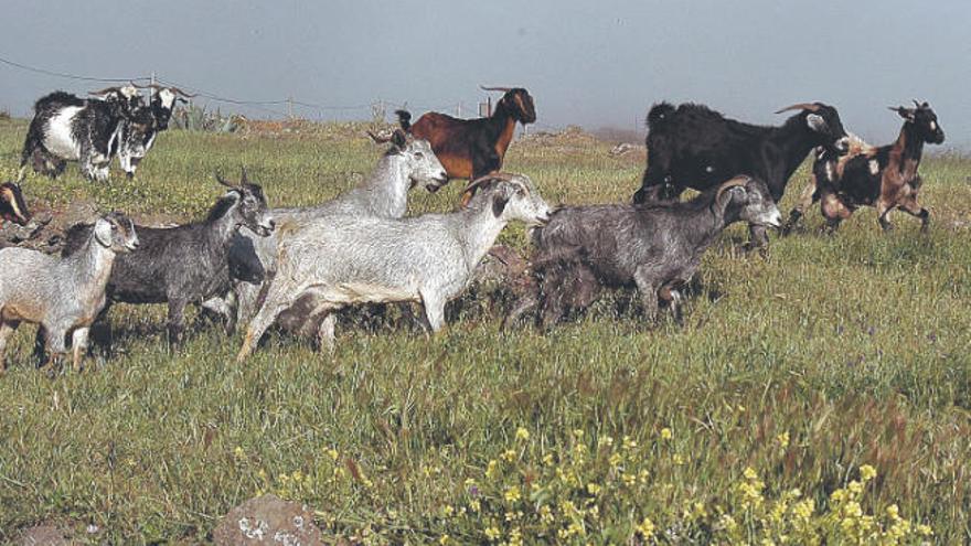 El alcalde lamenta que las cabras asilvestradas aún campen en Teno