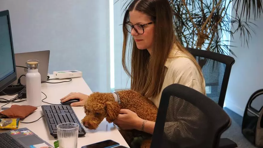 Vídeo: Empreses que permeten portar el gos a la feina: “L’ambient és més distès i es genera un compromís més gran”
