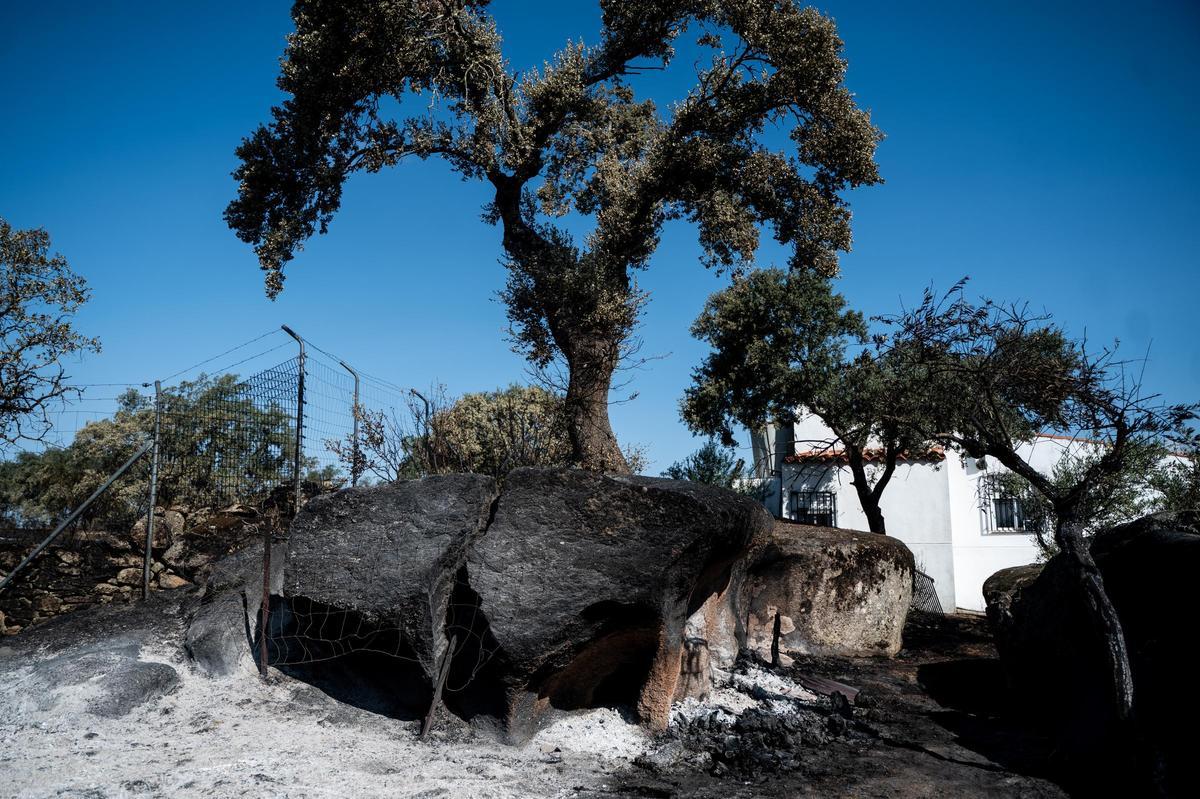 Galería | Las Viñas de Arroyo de la Luz, el día después del incendio Galería | Las Viñas de Arroyo de la Luz, el día después del incendio