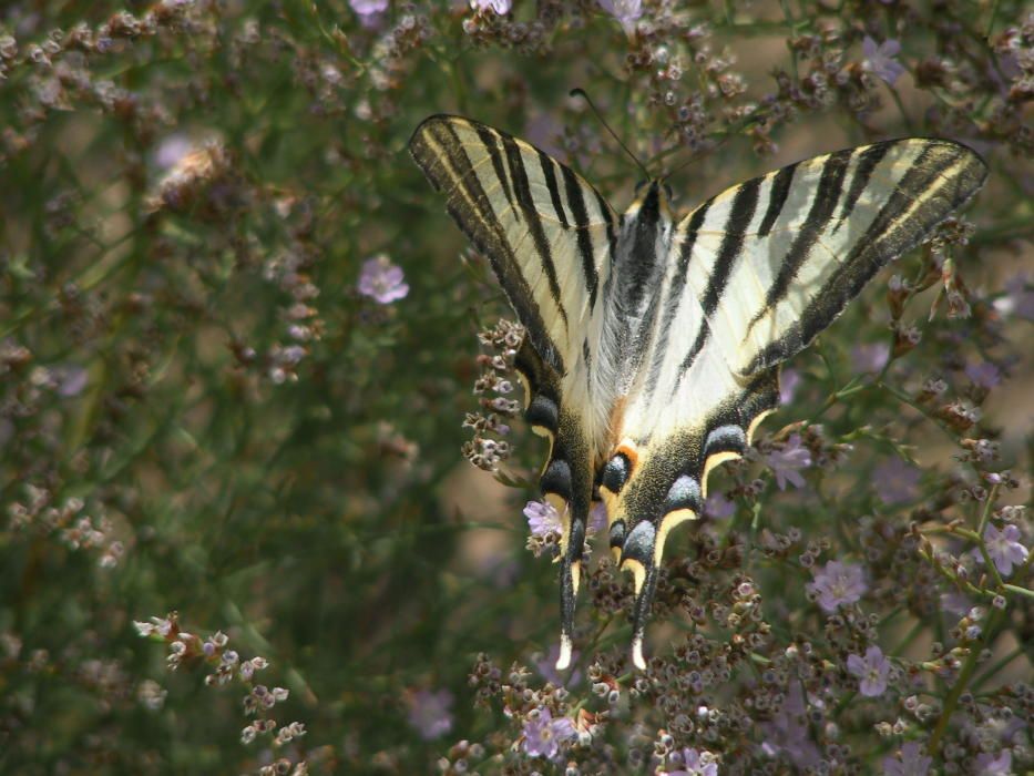 Pinoso identifica 60 especies de mariposas