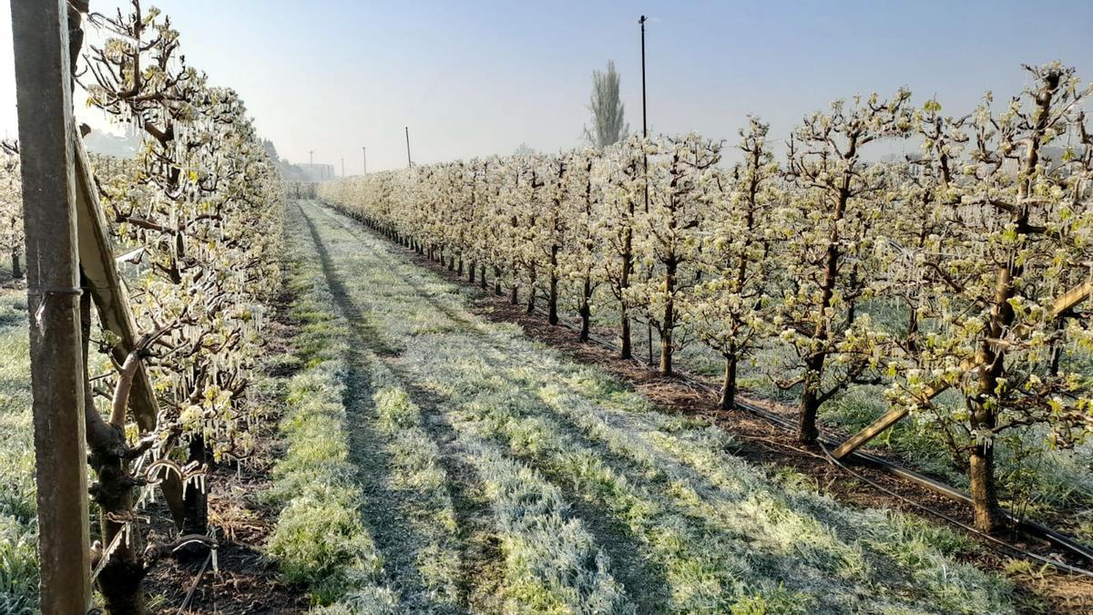 Una finca de fruiters al Segrià amb els arbres coberts de gel pel reg per aspersió que s&#039;utilitza per protegir-los de les gelades