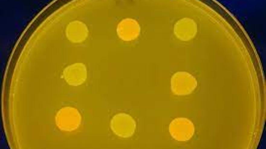 Bacterias posicionadas para jugar al Tres en Raya en una Placa de Petri.