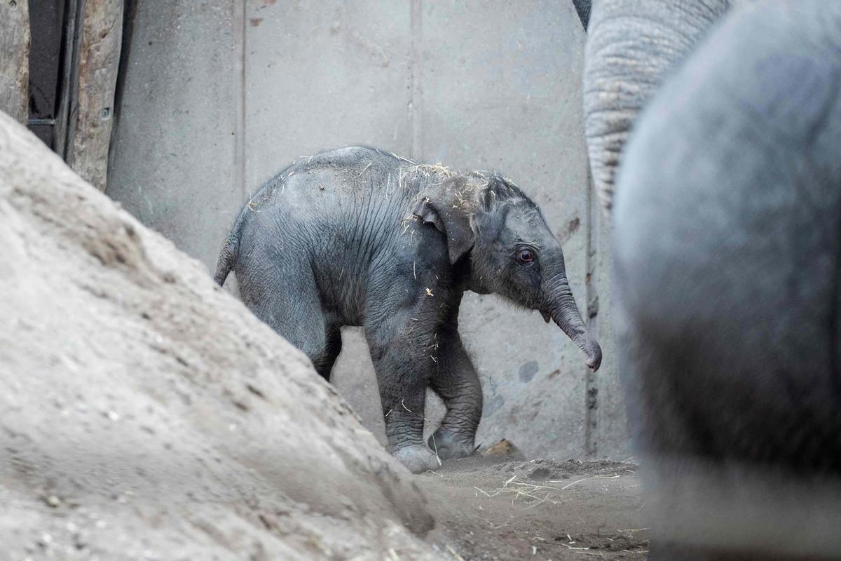 Una cría de elefante recién nacida pasea el zoo de Copenhague