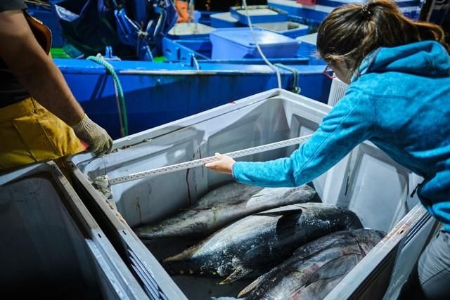 Descarga de atún en el puerto de Santa Cruz