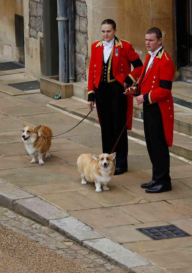 Los perros corgi de la reina Isabel II se despiden de ella en Windsor