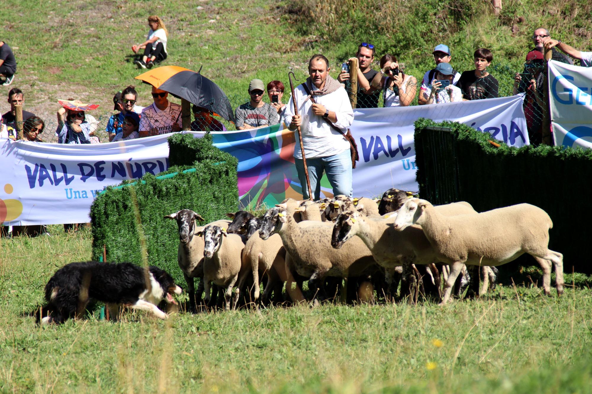 58è Concurs de Gossos d'Atura de Castellar de n'Hug