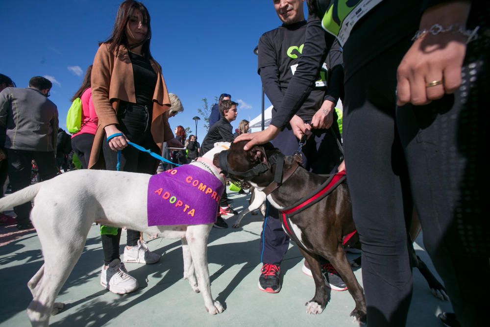 Can We Run: Gran carrera de perros para la concienciación animal