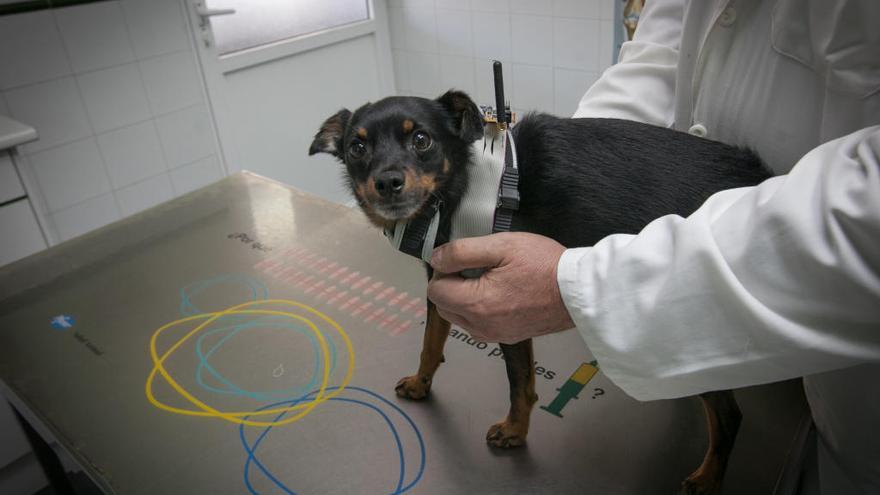 El Colegio de Veterinarios estrena sede electrónica