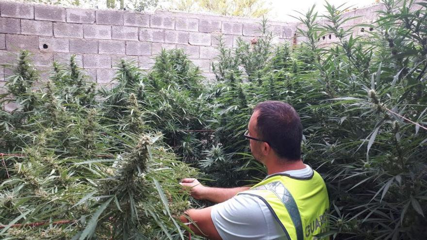 Detenidos con plantas de marihuana de dos metros  en la Canal
