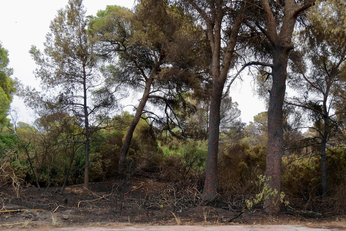 Las primeras imágenes del Saler tras el devastador incendio en la Devesa