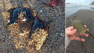 ¿Es posible seguir el rastro de los tiburones en las playas de Asturias? Sí, con ayuda ciudadana