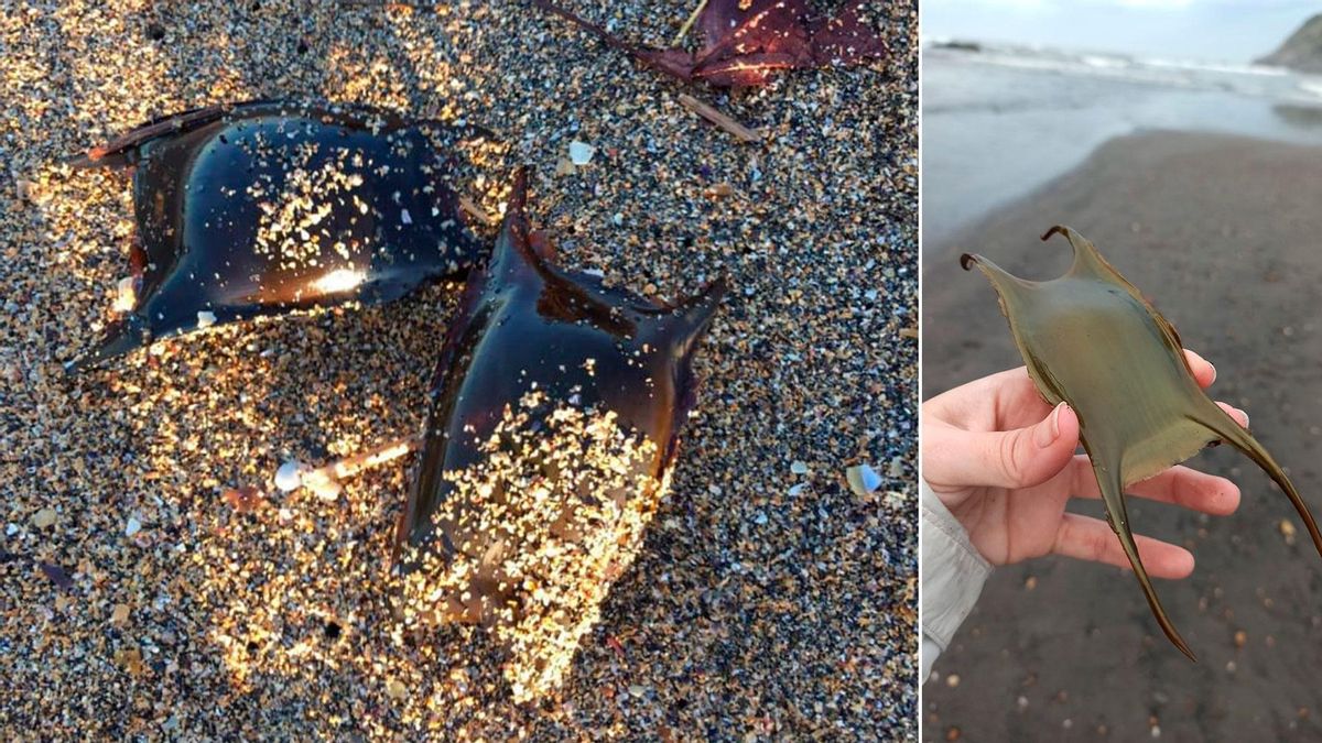 Cáscaras de huevo de tiburón y raya, en arenales asturianos.