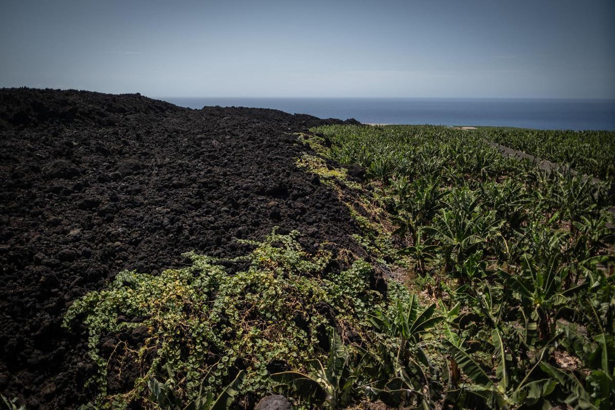 Unas coladas del volcán Tajogaite se frenan en una zona de plataneras de la costa de Los Llanos de Aridane.