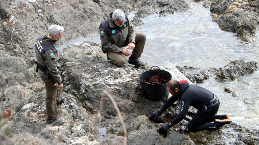 Els Agents Rurals estrenyen la pressió sobre els furtius de garotes a les comarques gironines