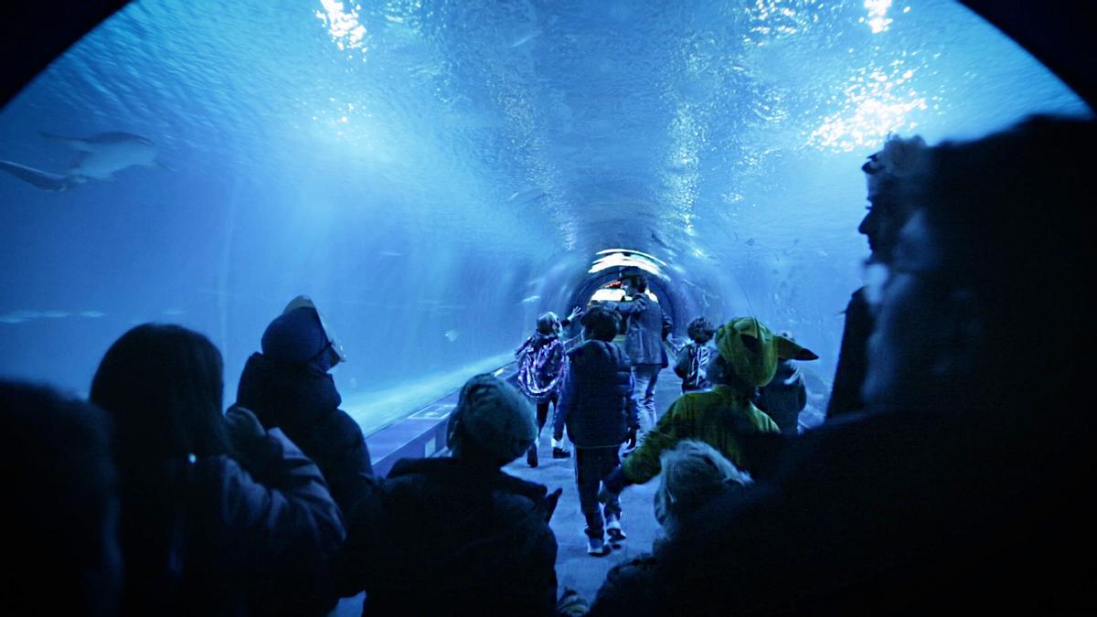 Oceanogràfic Valencia y Levante-EMV sortean dos entradas dobles para disfrutar del mayor acuario de Europa.