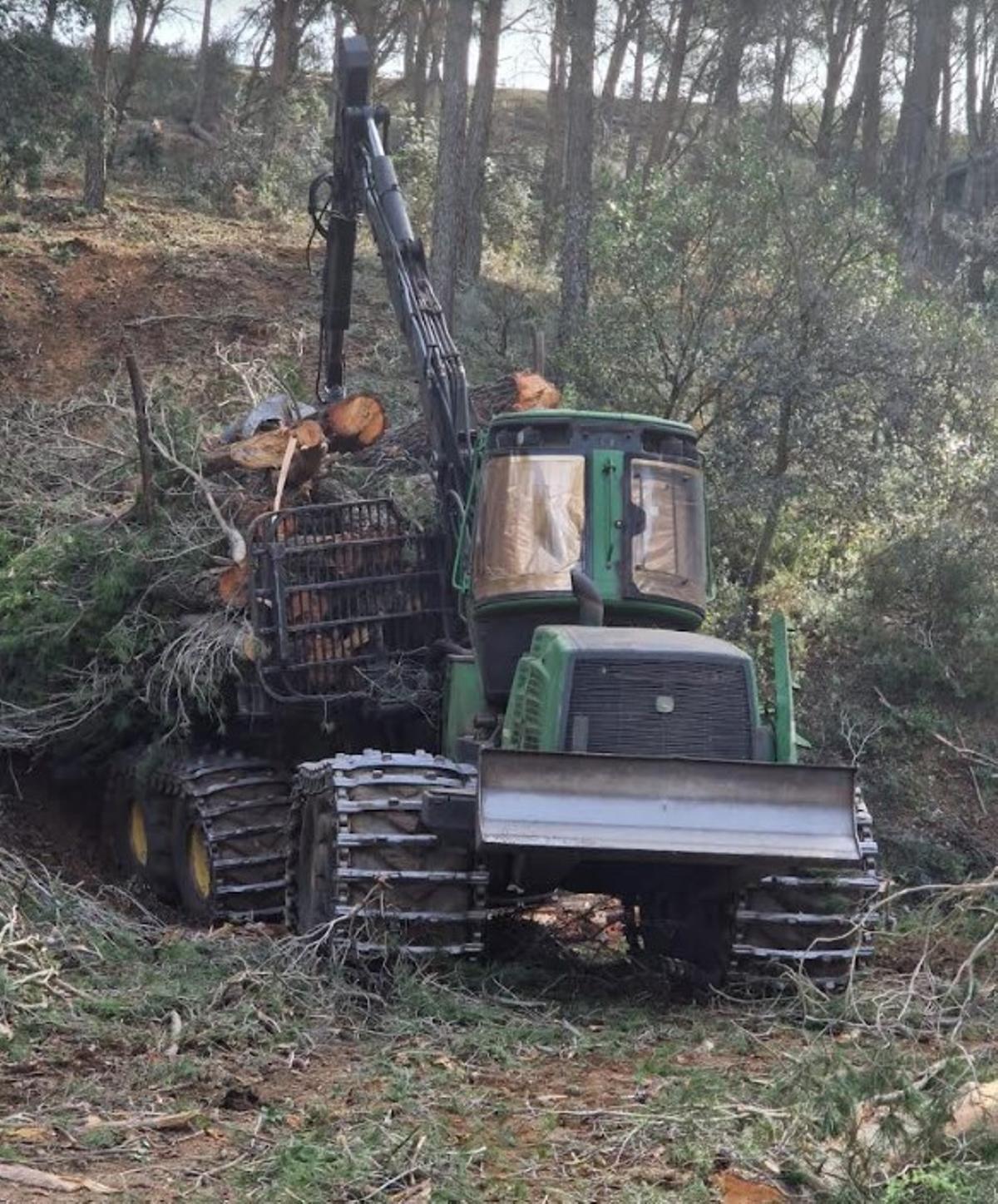 La Junta acomete en los Montes de Málaga trabajos de aprovechamiento forestal