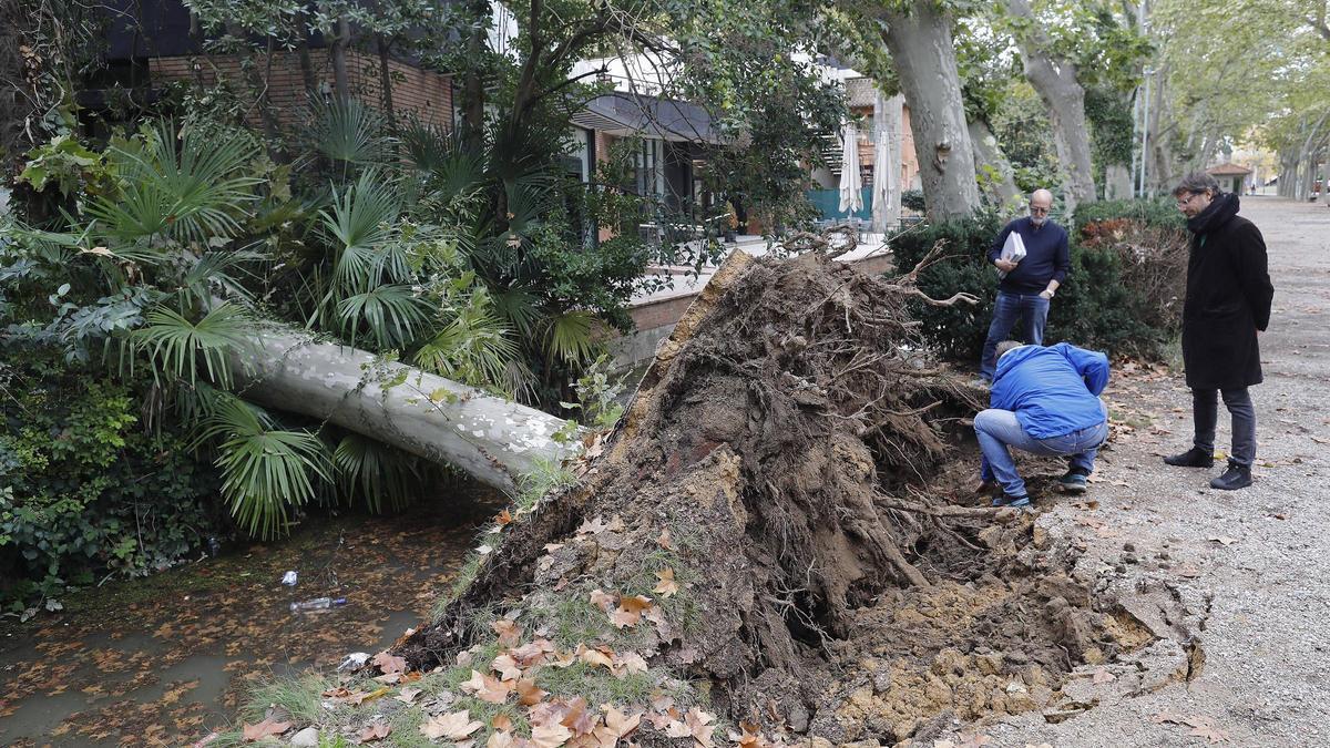 L'arbre que va caure dissabte al parc de la Devesa.