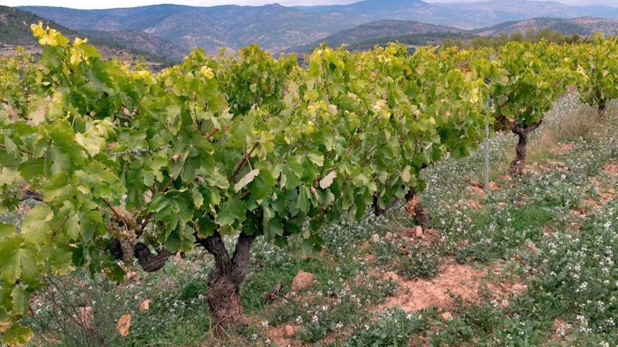 Viejos viñedos cultivados
en el interior de la
provincia de Valencia.