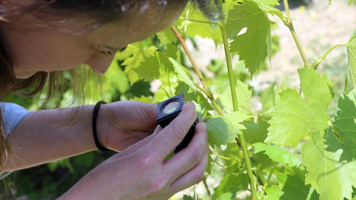 El Consejo Regulador alerta de la aparición de nuevas manchas de mildiu en viñedos de Montilla-Moriles