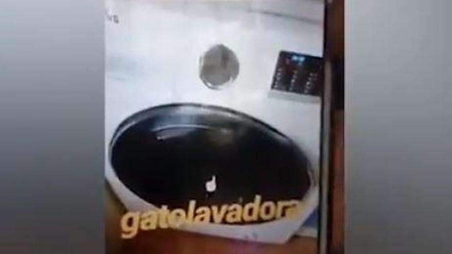 VÍDEO | Mata un gat a la rentadora i ho penja a Instagram