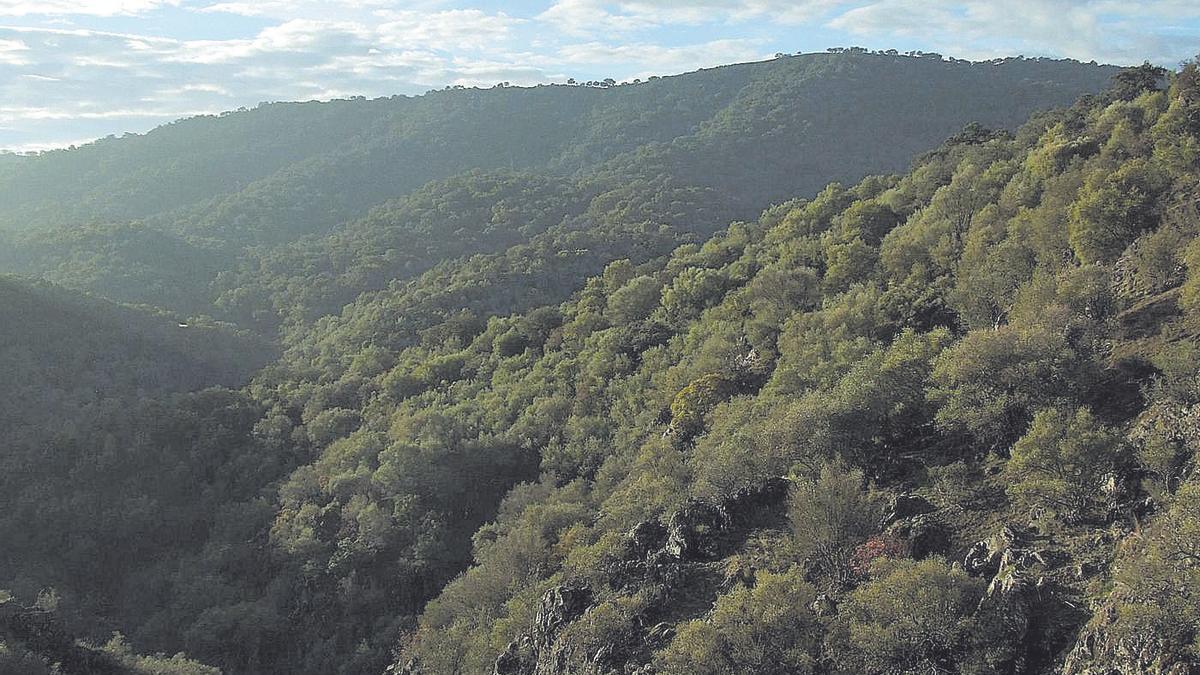 El monte mediterráneo debe su esplendor a las aves frigívoras.