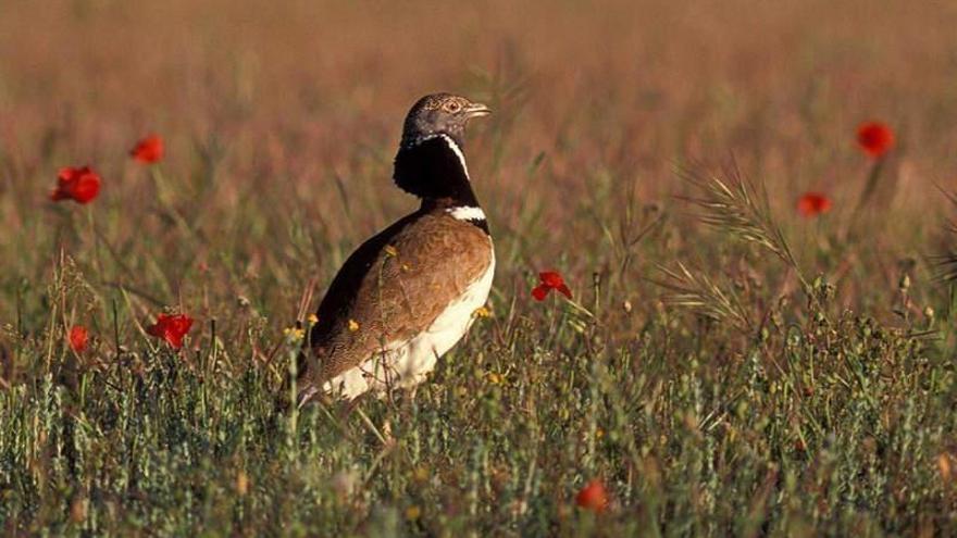 Los ecologistas exigen un plan de conservación para el sisón