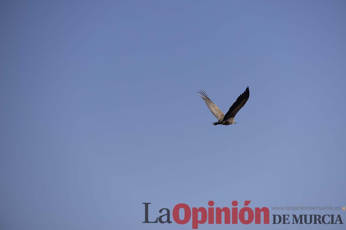 Suelta de dos buitres leonados en la Sierra de Mojantes en Caravaca