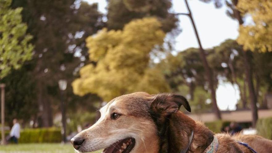 Así fue la búsqueda de Bruce en Zaragoza: "Me hicieron hasta ocho llamadas falsas pidiéndome dinero por mi perro"