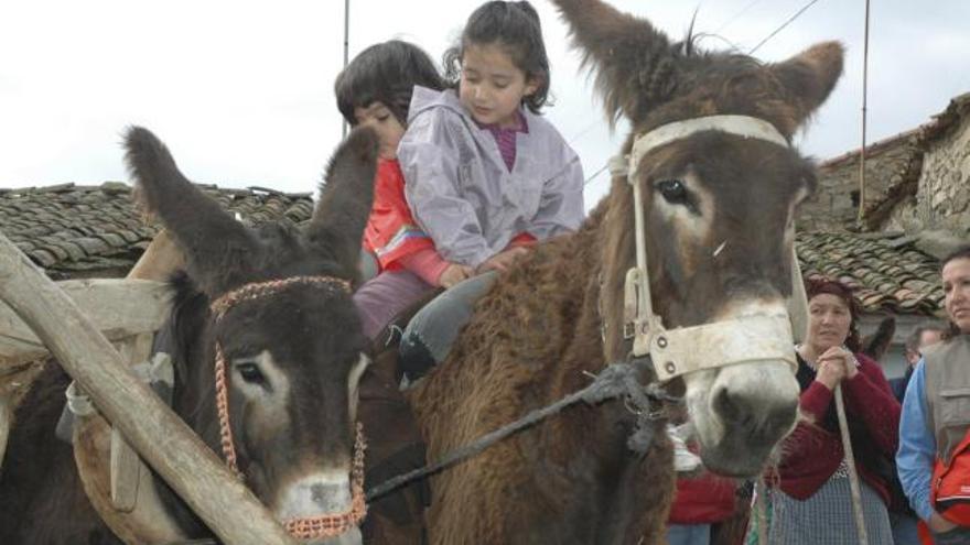 Dos niños montan una pareja de burros de raza zamorana en un pueblo de la provincia.