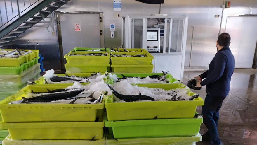 La Cofradía de Lastres rechaza que haya descargas ilegales de xarda por la huelga de inspectores de pesca