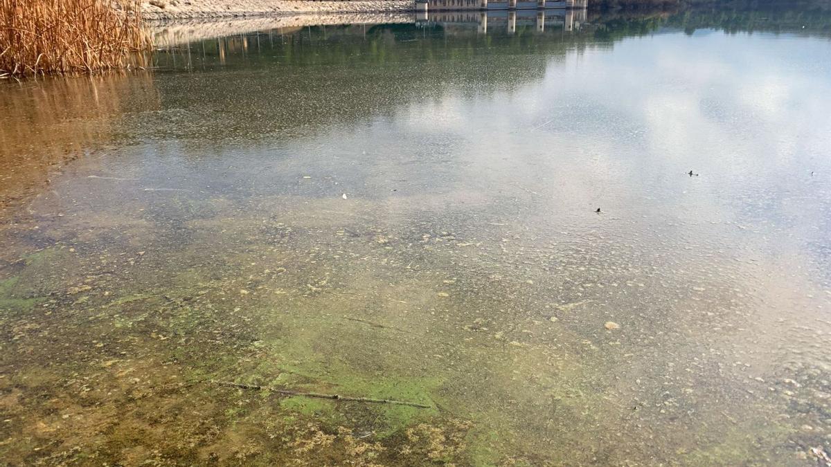 El agua eutrofizada del embalse de Argos, en Cehegín, ayer.