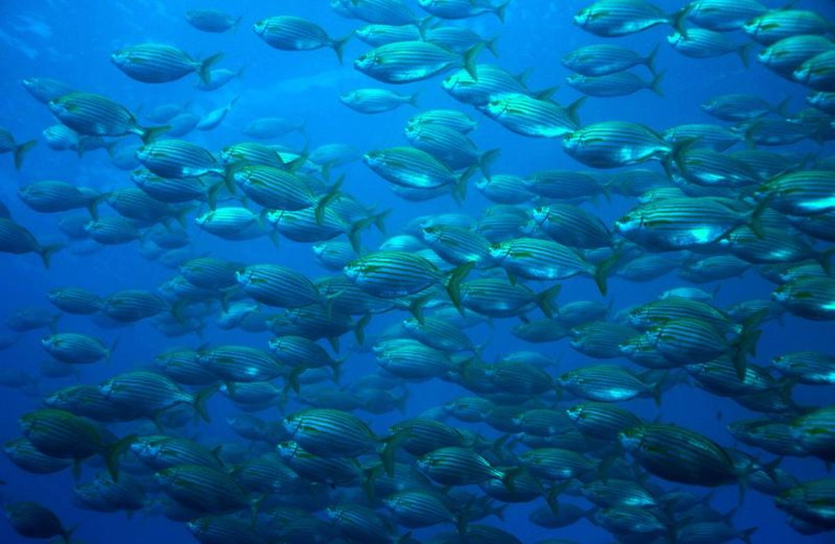 Banco de peces en mar abierto
