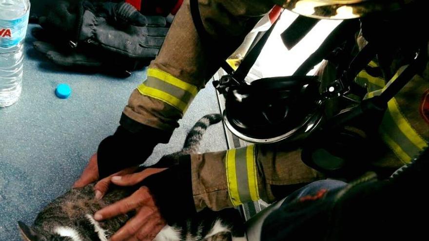 Los bomberos atienden a uno de los felinos.