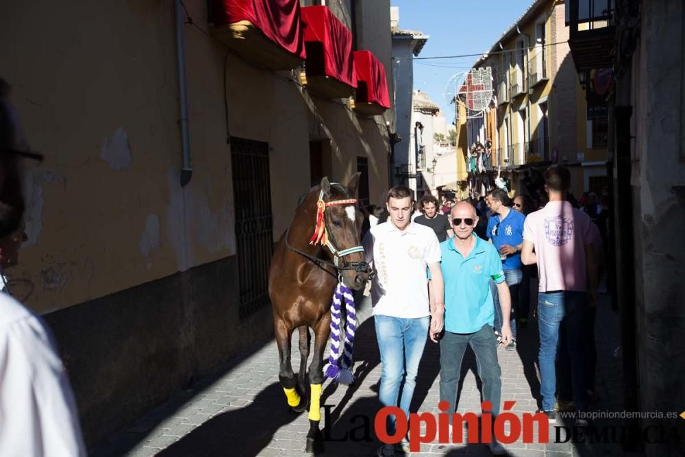 Caballo a pelo Caravaca (Desfile)