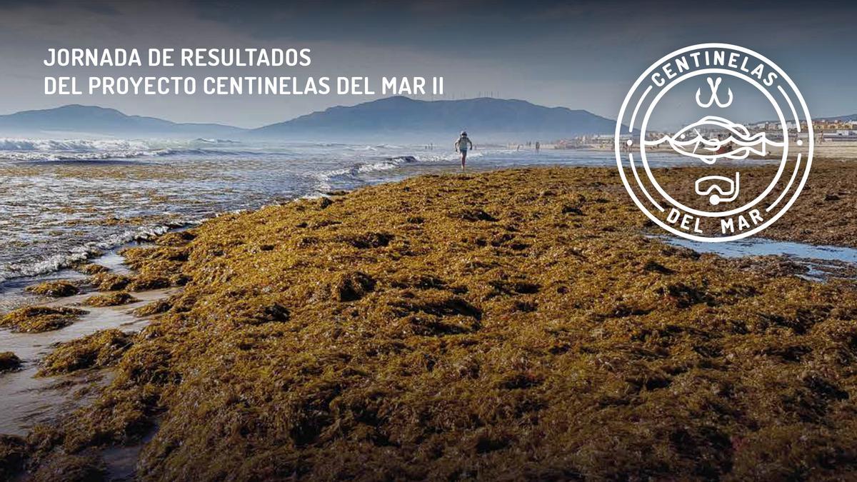 El proyecto de la UMU ‘Centinelas del Mar’ organiza una jornada sobre el impacto del alga asiática Rugulopteryx okamurae en el Mediterráneo