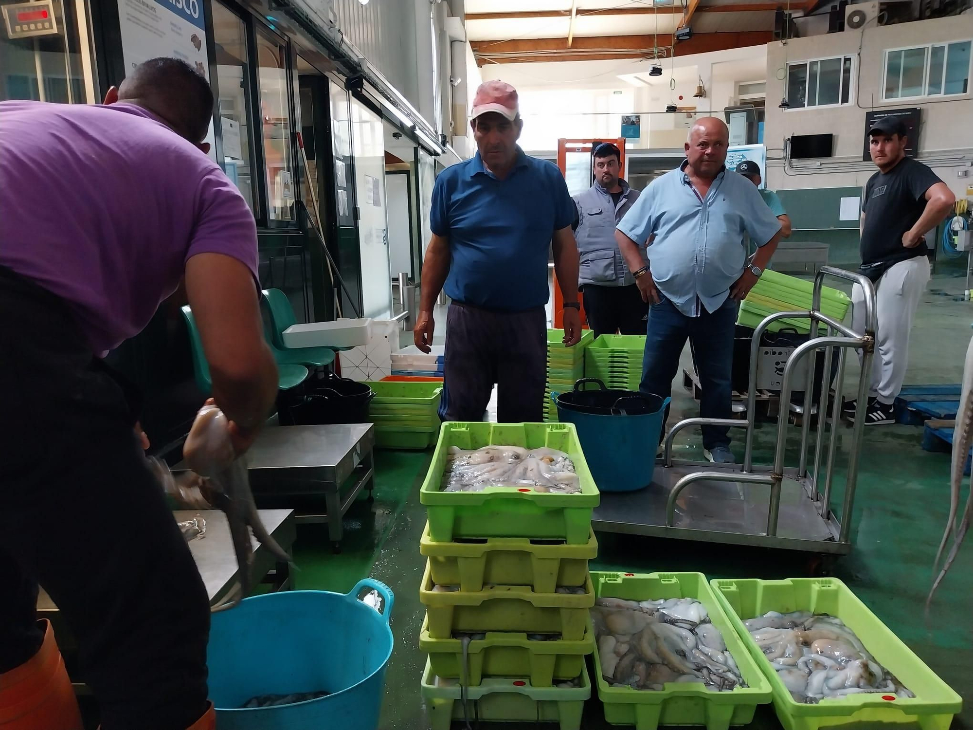 El inicio de la campaña del pulpo en el puerto de Bueu