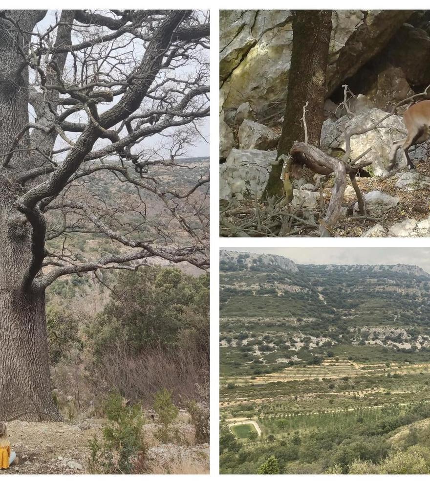 La mejor ruta de Castellón: Un bosque &#039;encantado&#039; para disfrutar en familia