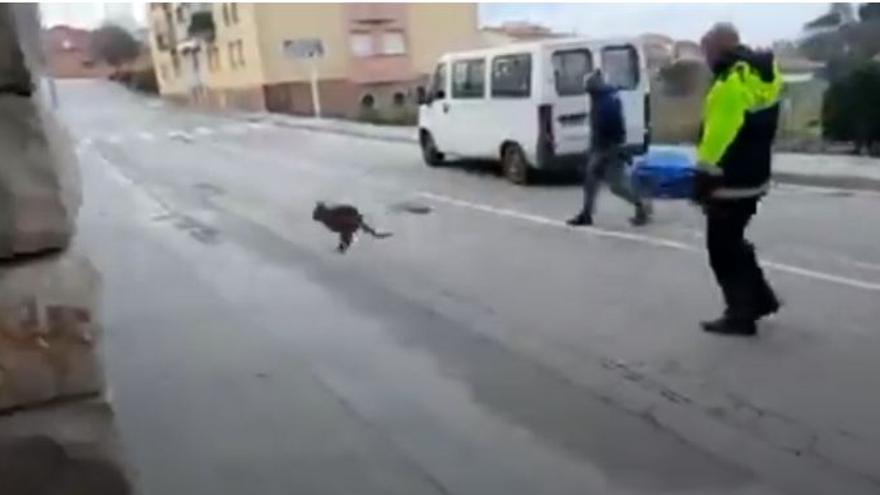 Un canguro por las cales de Roda de Ter, en Barcelona.