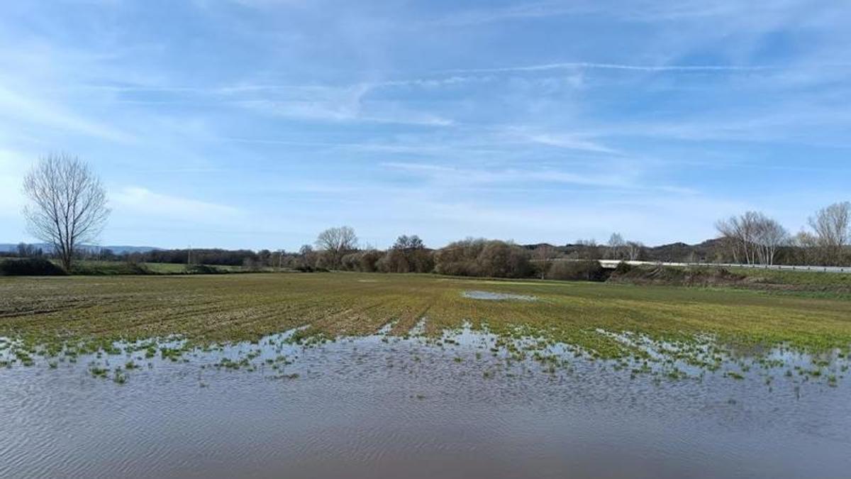 Parcela de cultivo de cereal encharcada por la lluvia.