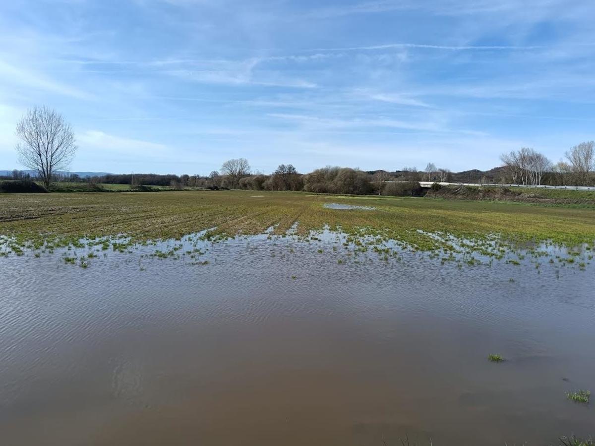 Parcela de cultivo de cereal encharcada por la lluvia.