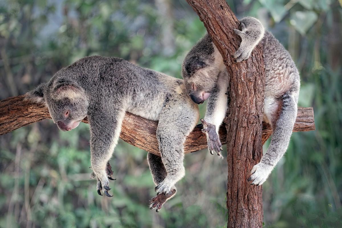 Dos koalas durmiendo.