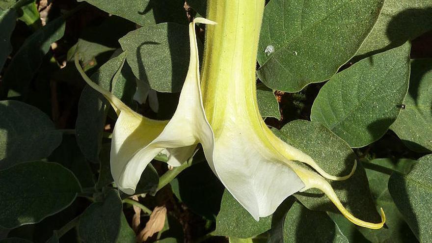 La brugmansia arborea.