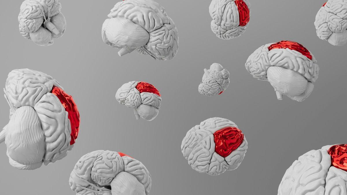 Las redes neuronales vivas pueden mejorar la resolución de problemas frente a sistemas individuales.