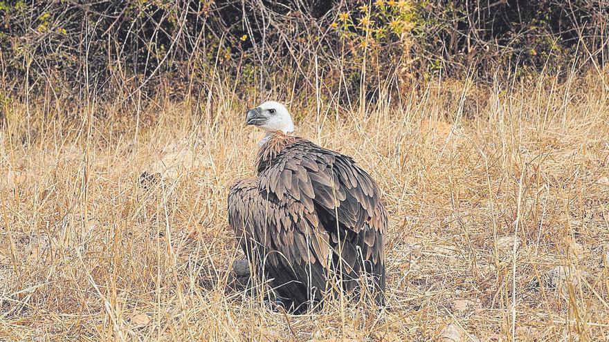 Detectadas dos colonias de cría de buitre leonado en la Serra de Tramuntana