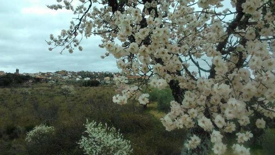 Un almendro en flor y, al fondo, Fermoselle.