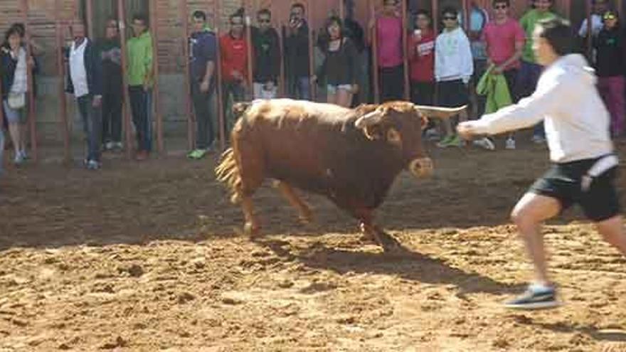 Dos bravos y uno manso