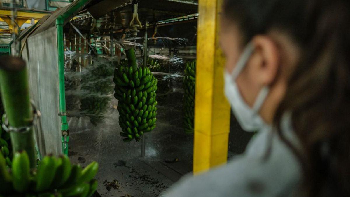 Lavado de las piñas de plátanos. | | ANDRÉS GUTIÉRREZ