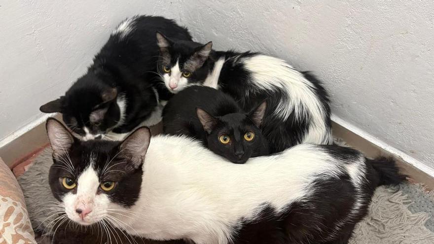 Algunos de los 23 gatos rescatados durante un desalojo en Vigo