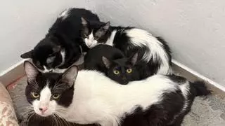 Rescatan 23 gatos de un piso de Vigo tras el desahucio de su inquilina: «Foi un caos e un desastre»